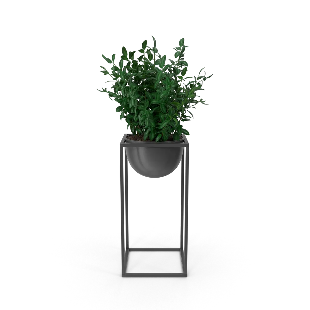 House Showpiece Plant view 1