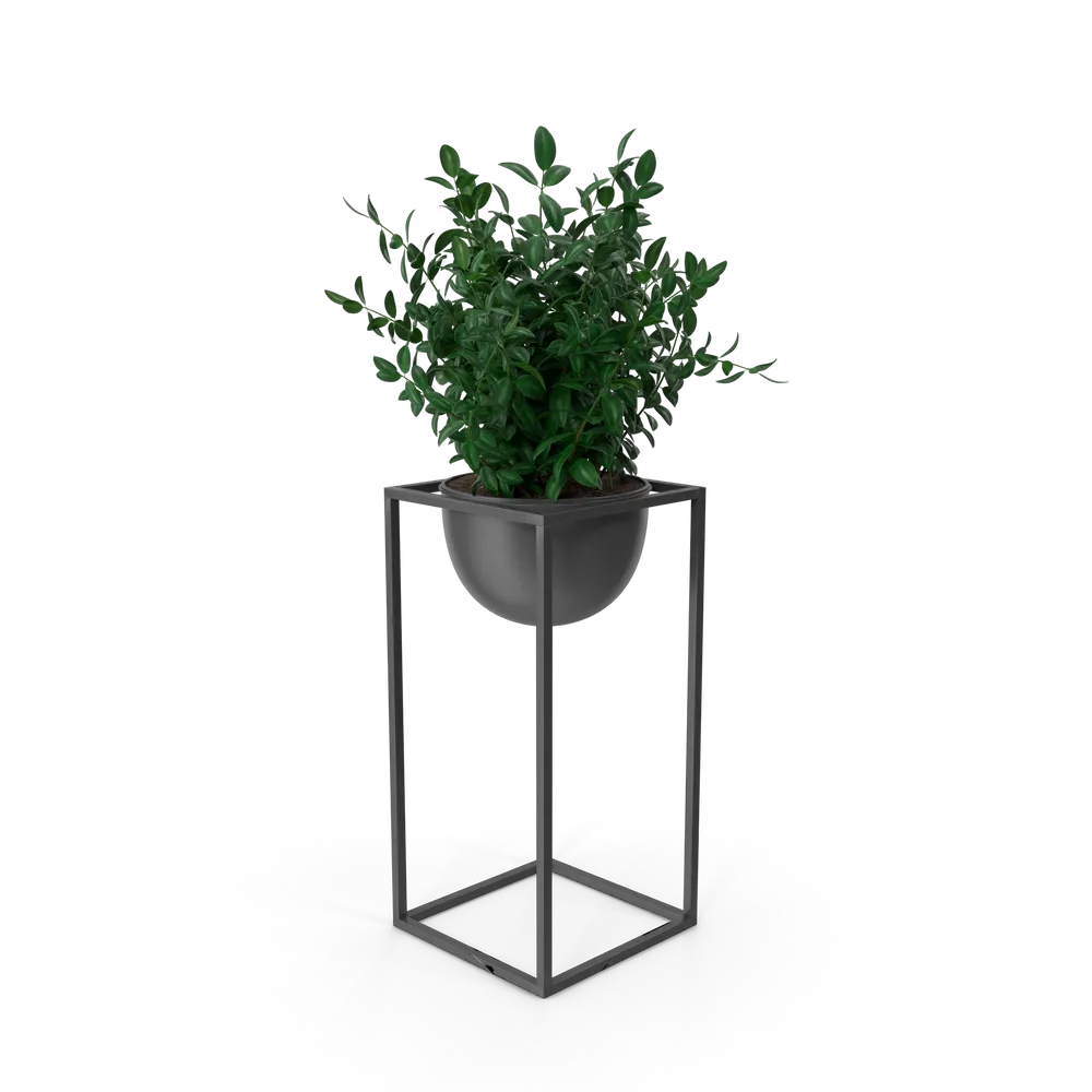 House Showpiece Plant view 2
