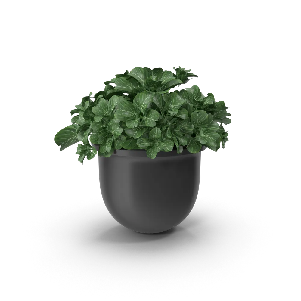 Plant Pot view 1